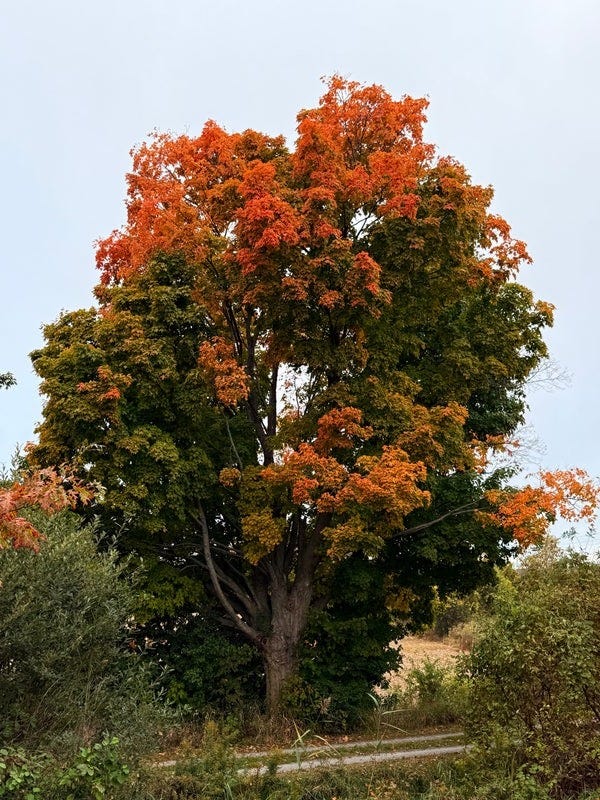 A tree with orange and green leavesDescription automatically generated